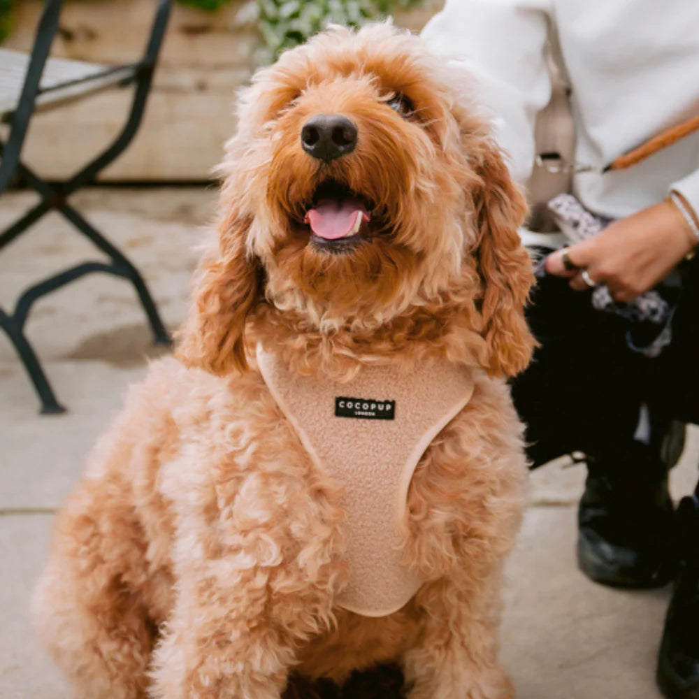 Cocopup London – Adjustable Neck Dog Harness – Teddy Rupert